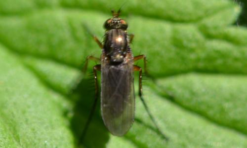 Dolichopus sp.